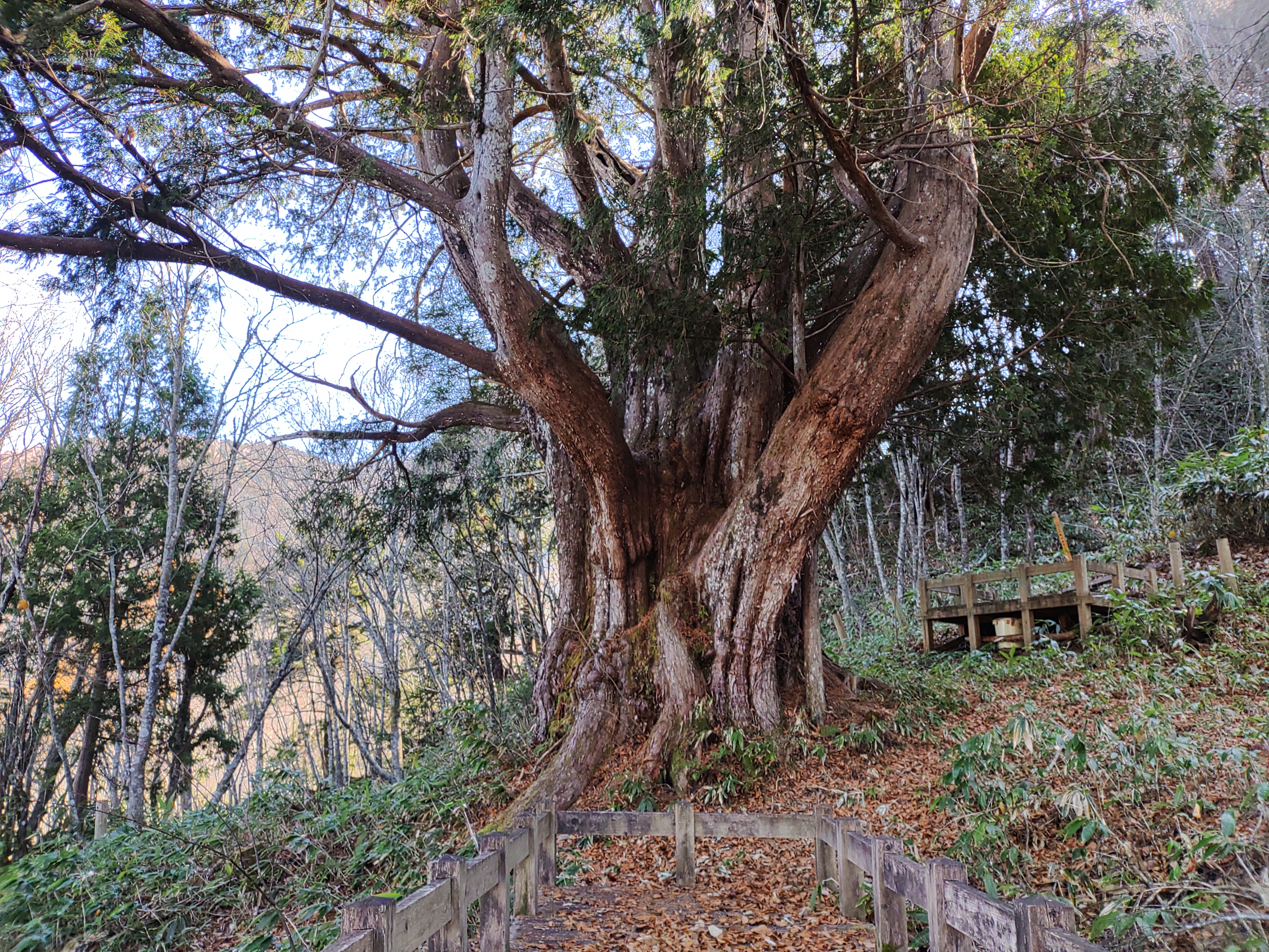 平湯大ネズコの画像