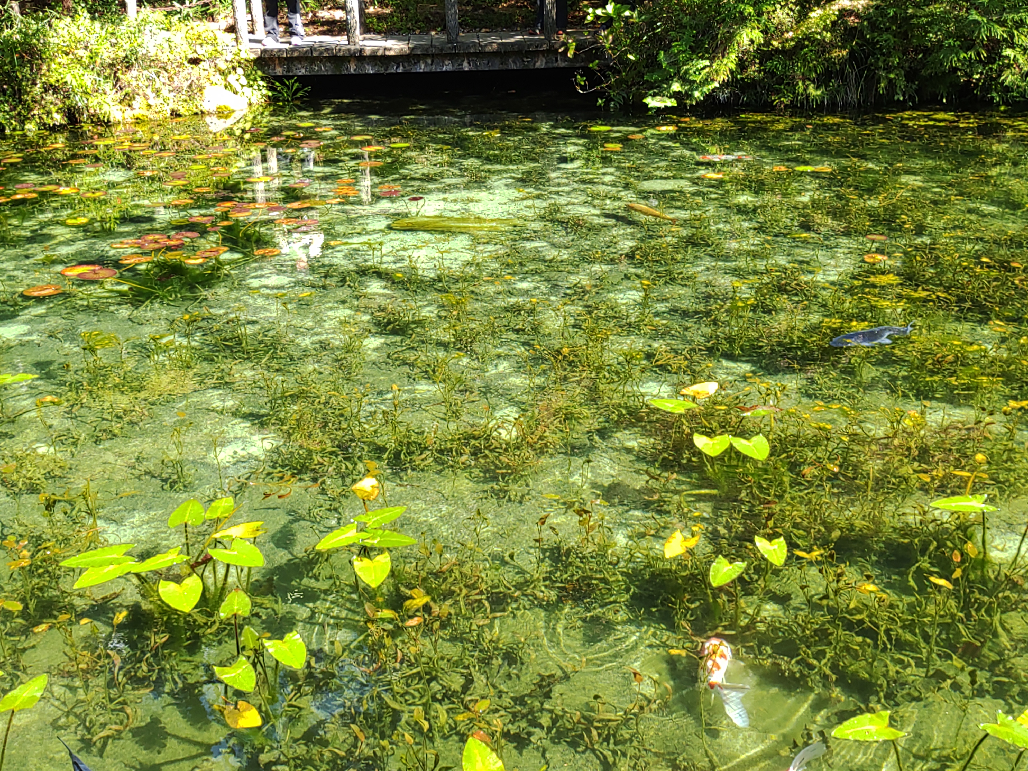 モネの池の画像