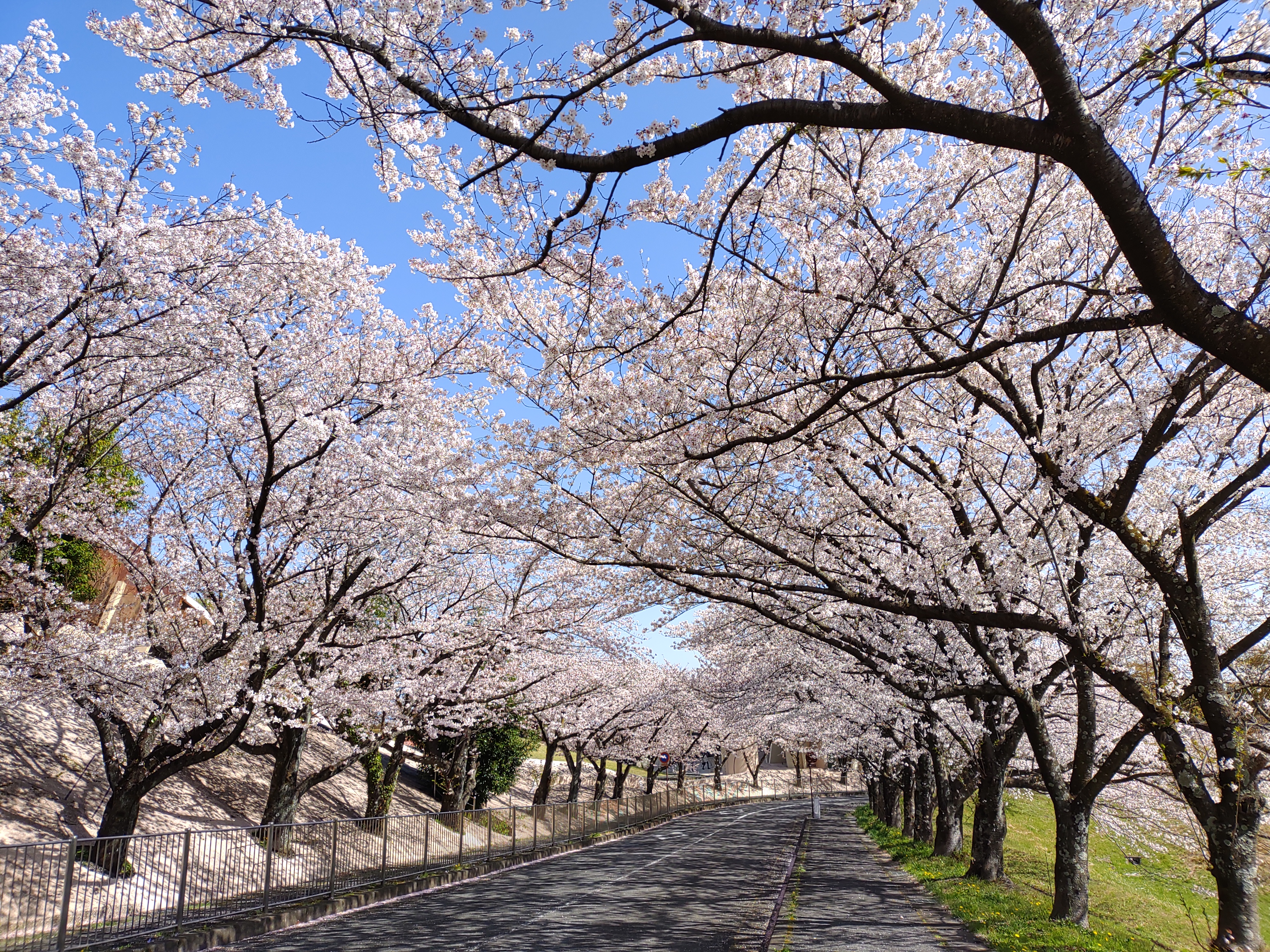 養老公園の桜の画像