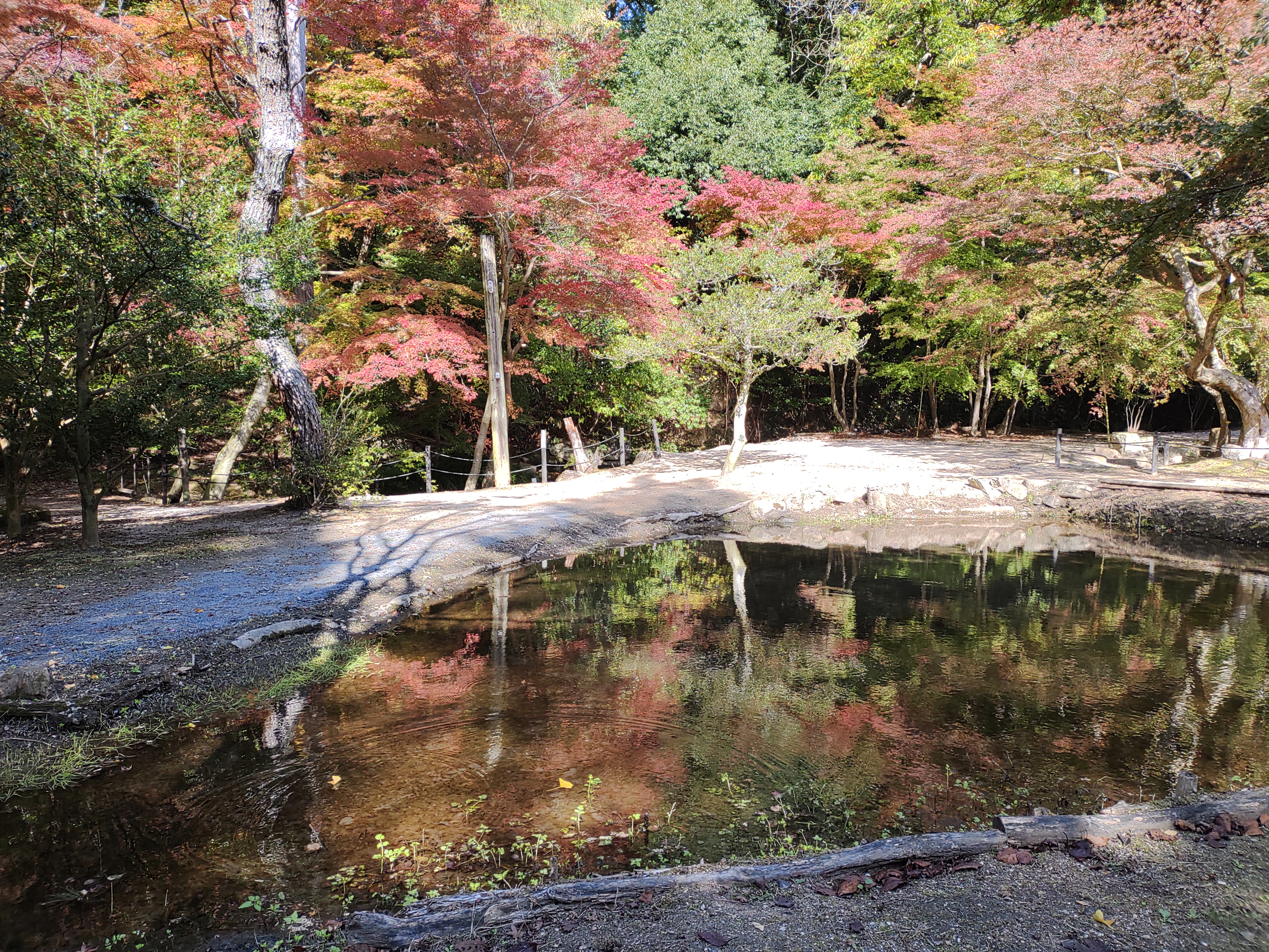 紅葉のtop画像