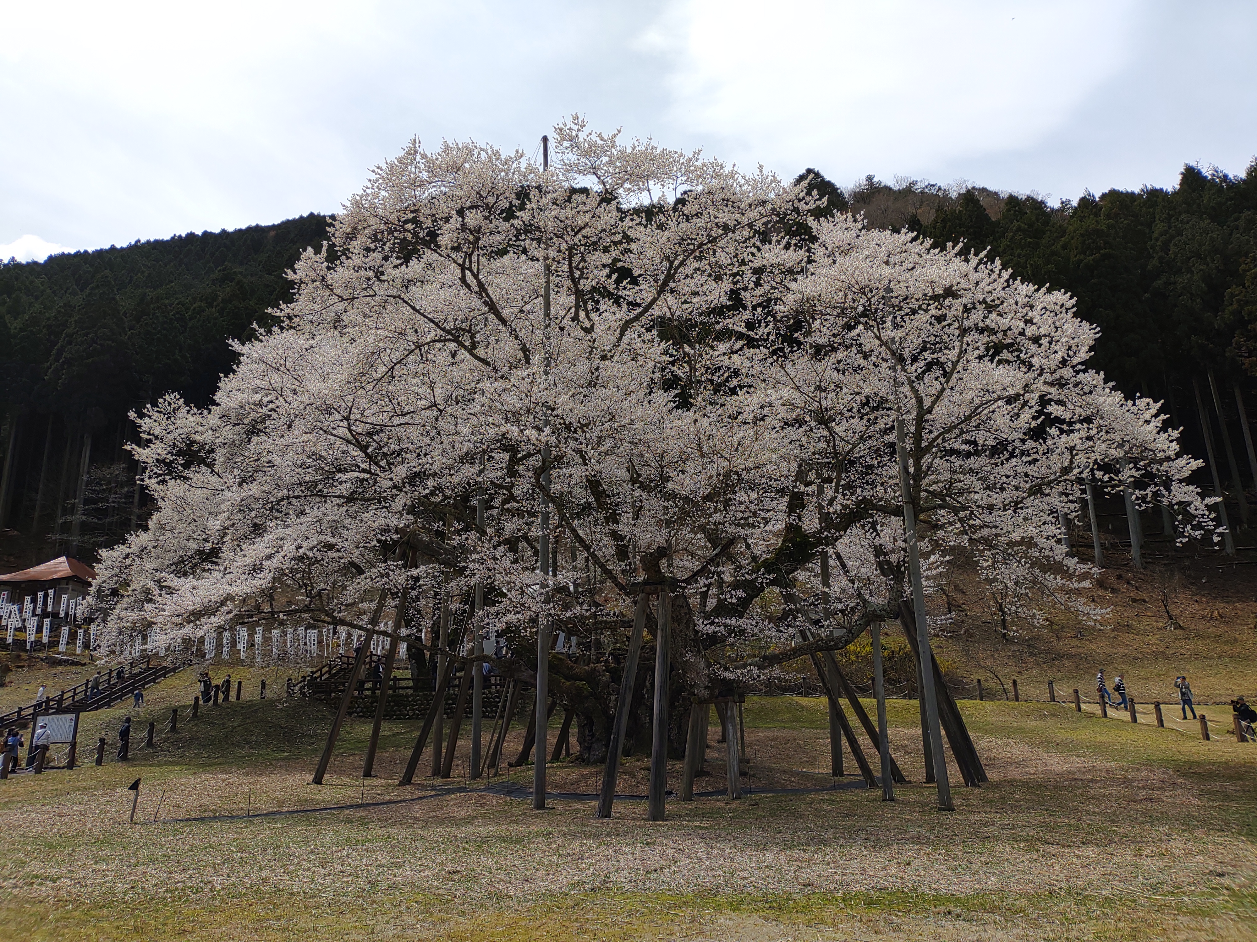 桜のtop画像